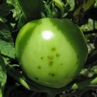 thumbnail for publication: Integrated Management of Bacterial Spot on Tomato in Florida